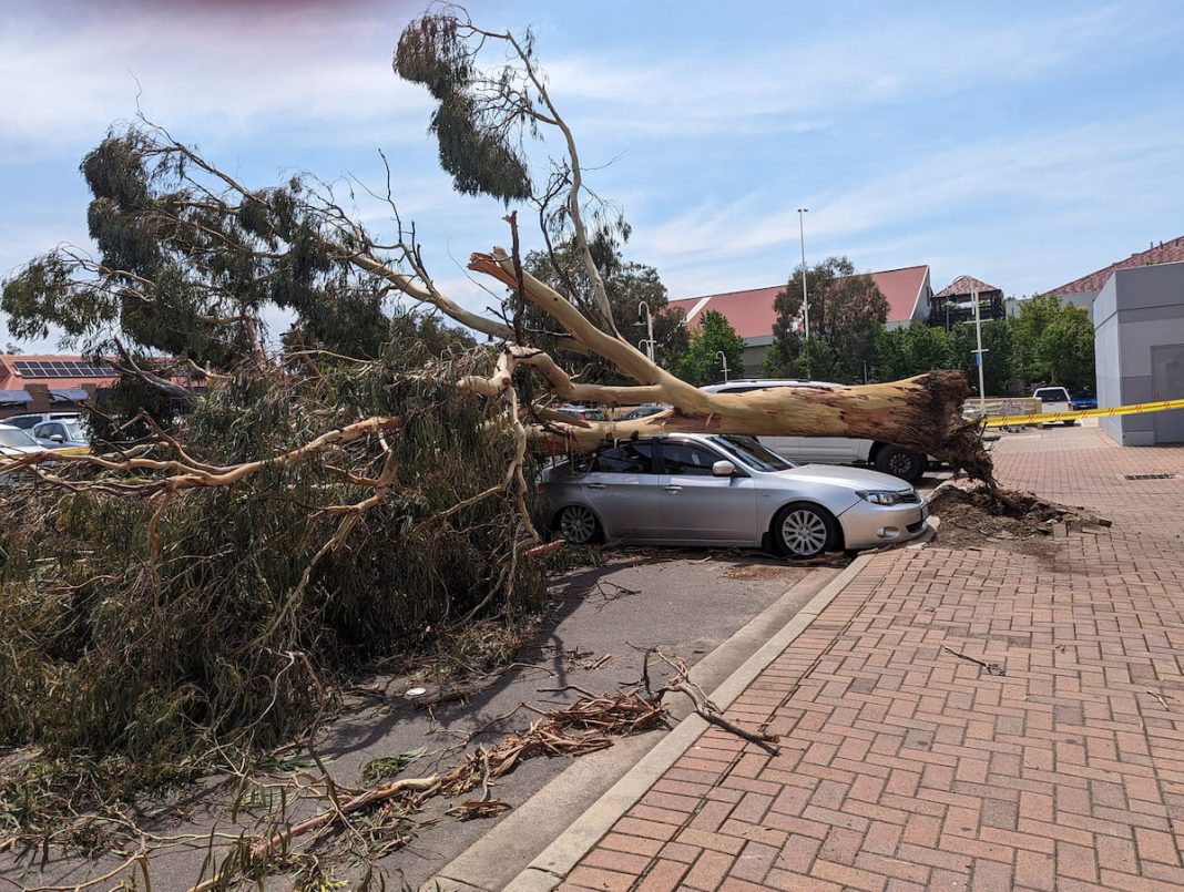 tree on car storm canberra