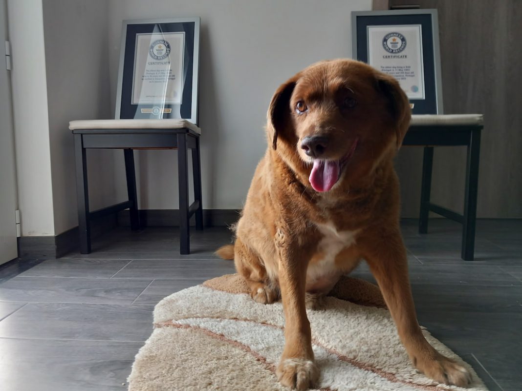 'Oldest ever dog' Bobi has title suspended amid review