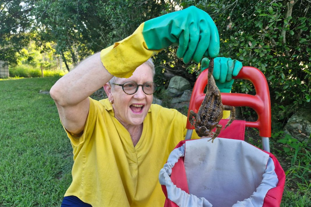 Great Aussie toad bust takes aim at deadly invader