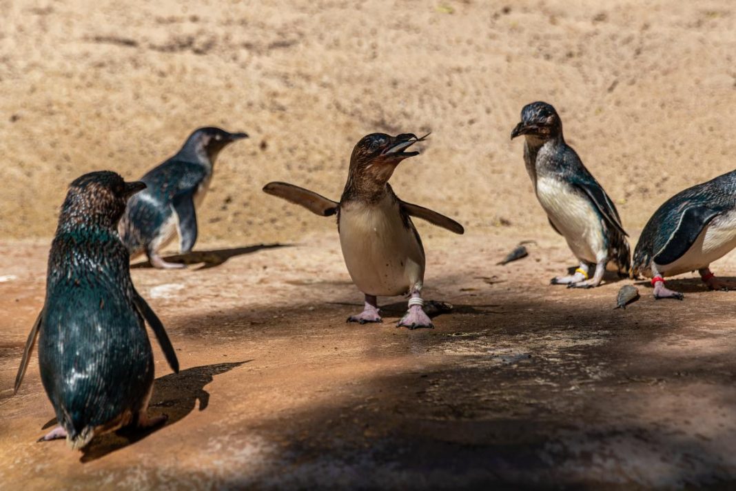 World Penguin Day National Zoo & Aquarium