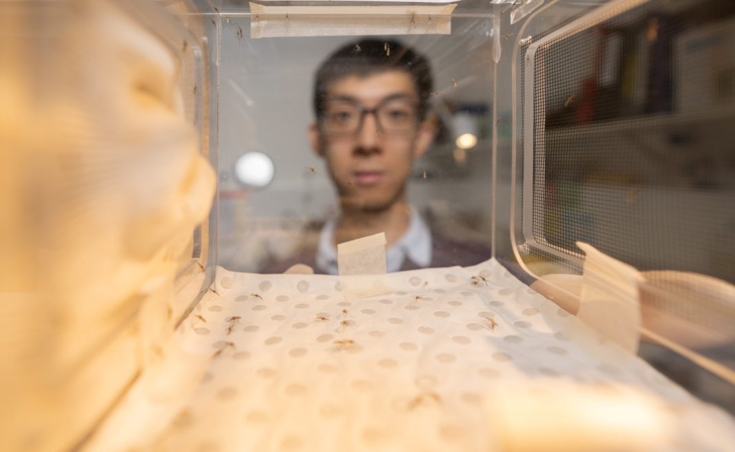 Dr Xin Gao (pictured) says ABCs are not 'junk cells' – they help the body fight diseases such as malaria. Photo: Jack Fox/ANU