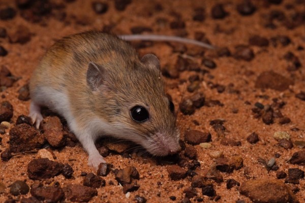 The western delicate mouse, or Pseudomys pilbarensis, is one of two new species. Photo: Ian Bool