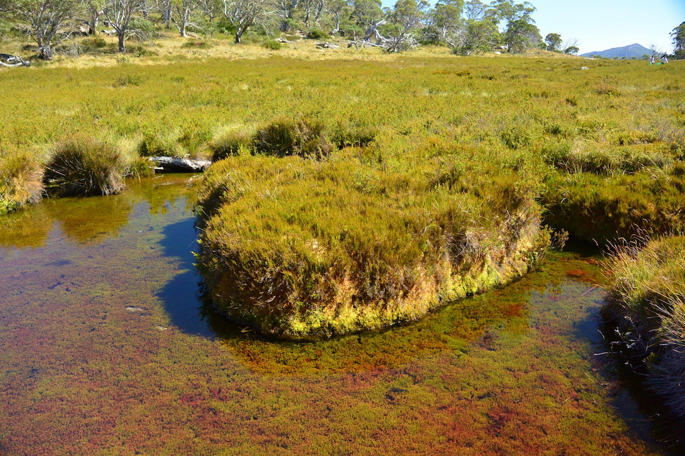 Cotter source bog. Photo: ACT Government / Mark Jekabsons