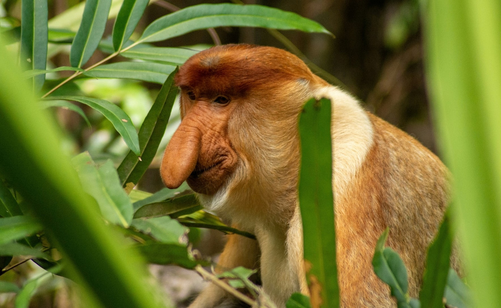 Proboscis monkeys live in coastal mangroves and forested environments. Photo: Tim Morgan/Unsplash