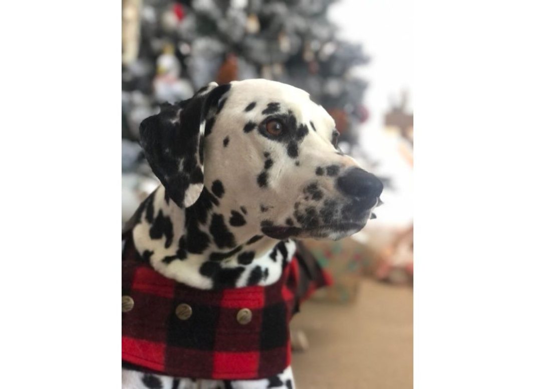 Otis the Dalmatian