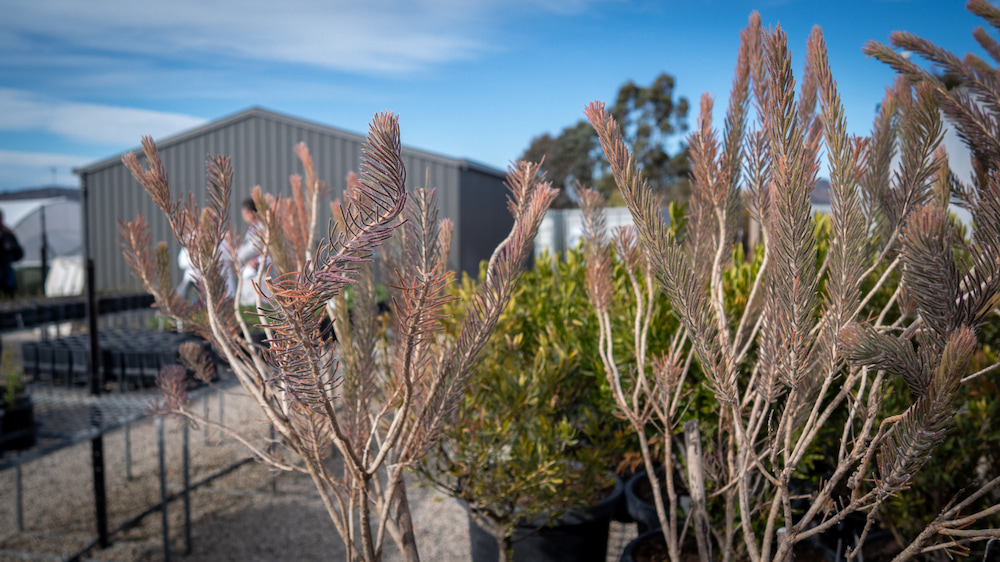 The AMC Production Nursery and Horticulture Program. Photo supplied