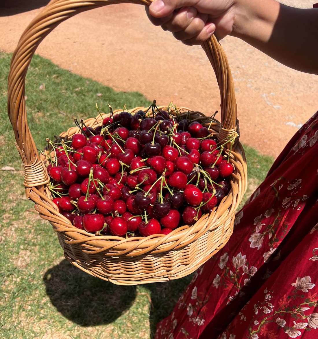 Cherries in basket