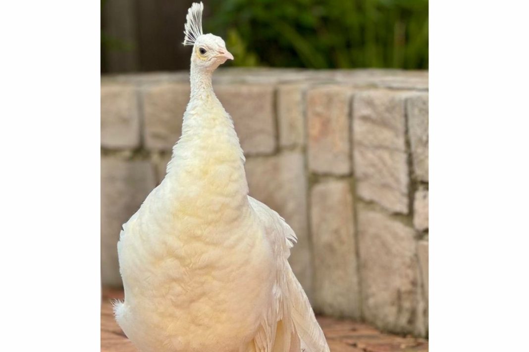 A rare white peahen has moved in with Narrabundah’s famous resident peacock flock.