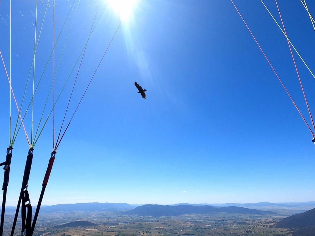 Wedge-tailed eagles