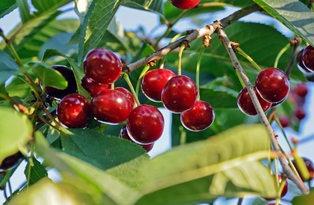 Valley Fresh Cherries & Stonefruits 