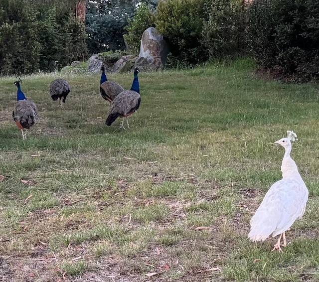 rare white peahen