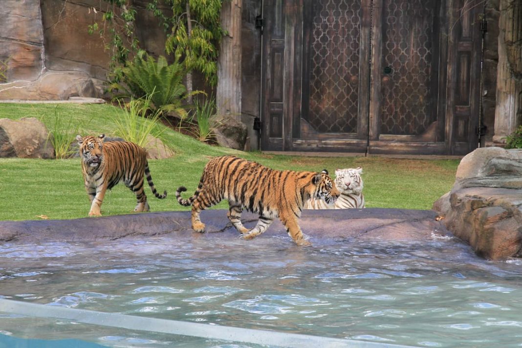 Tiger mauls woman in Dreamworld attack