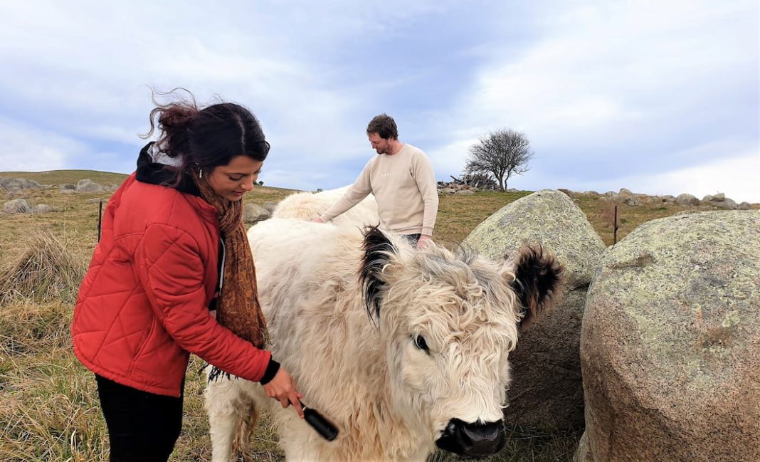 cow-cuddling