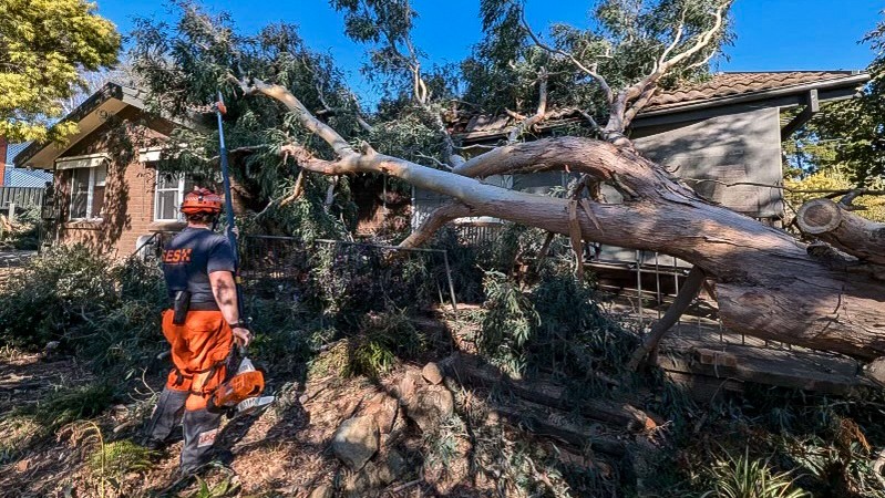 fallen tree