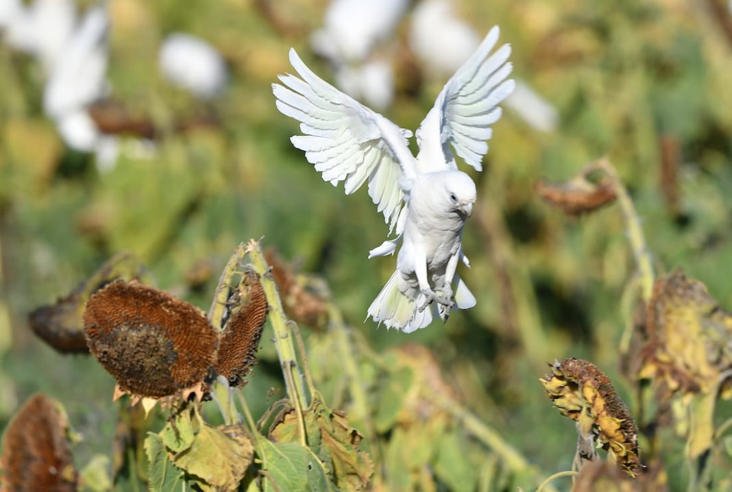 Warning sounded on inevitable bird flu pandemic