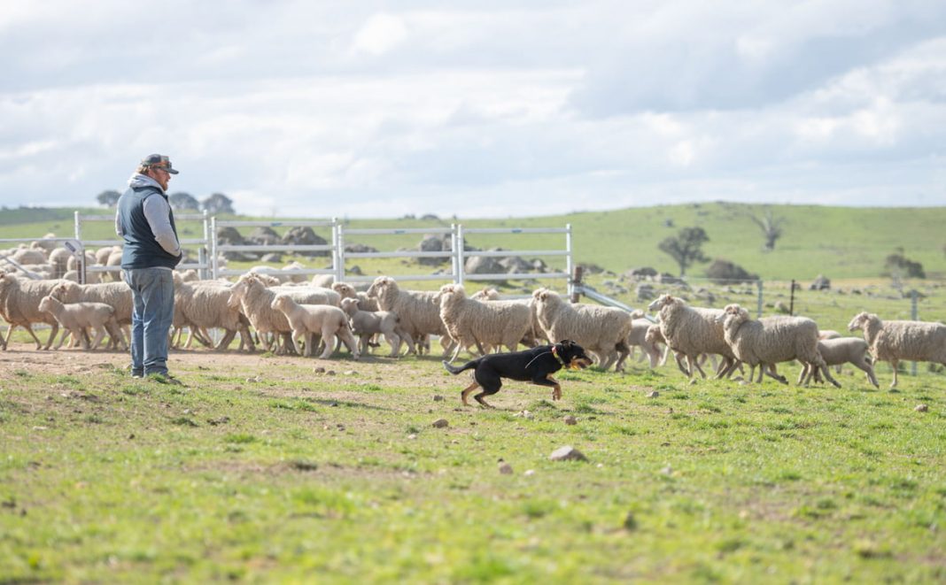 Yass farmer Ben Coster and his working dog Rip are competing in the 2024 Cobber Challenge.