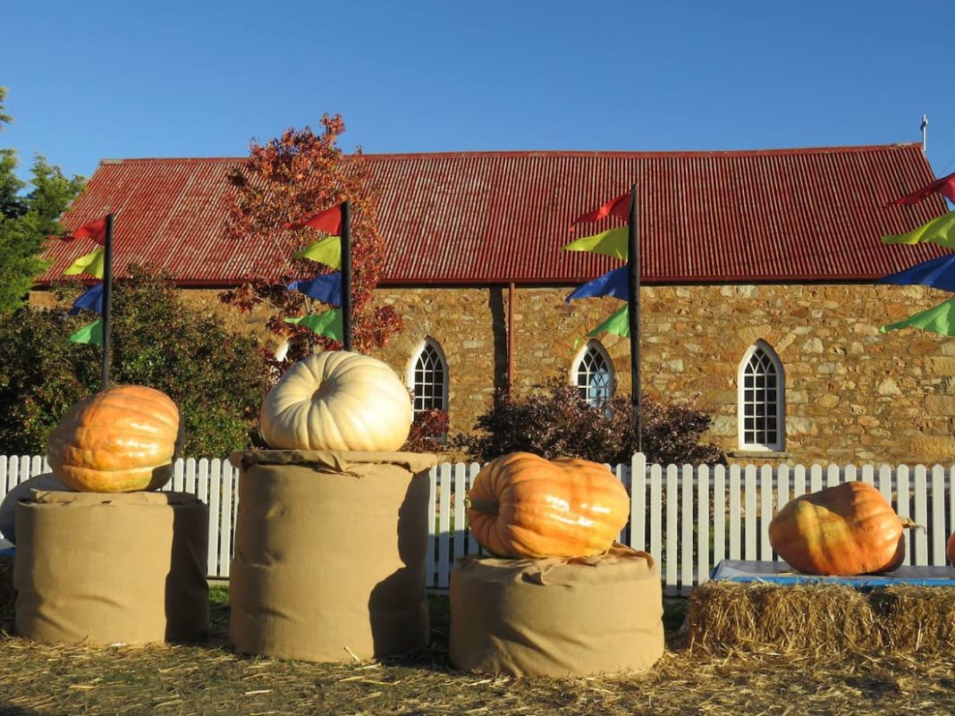 pumpkin patch