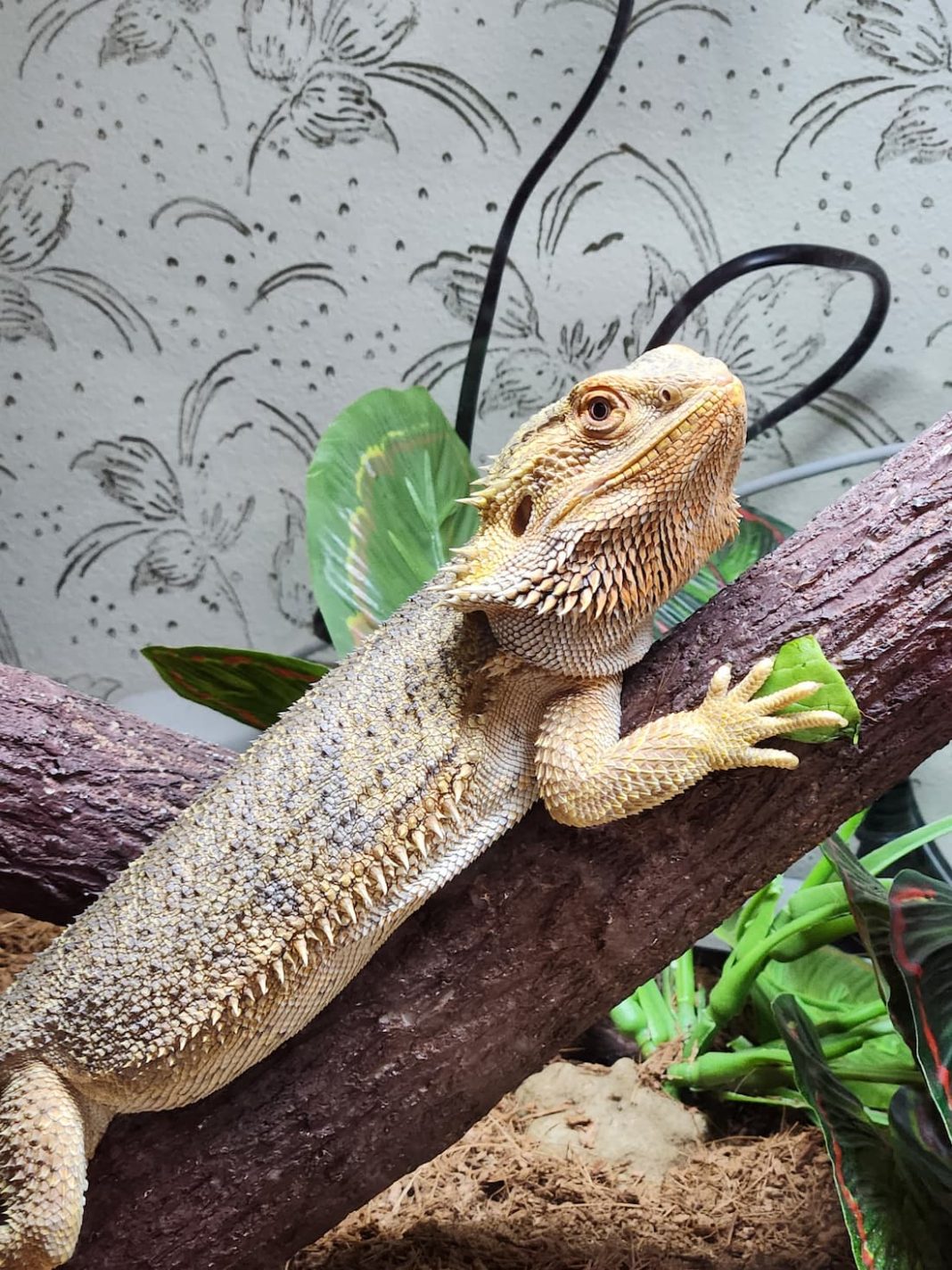 Bearded dragon