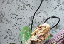 Bearded dragon