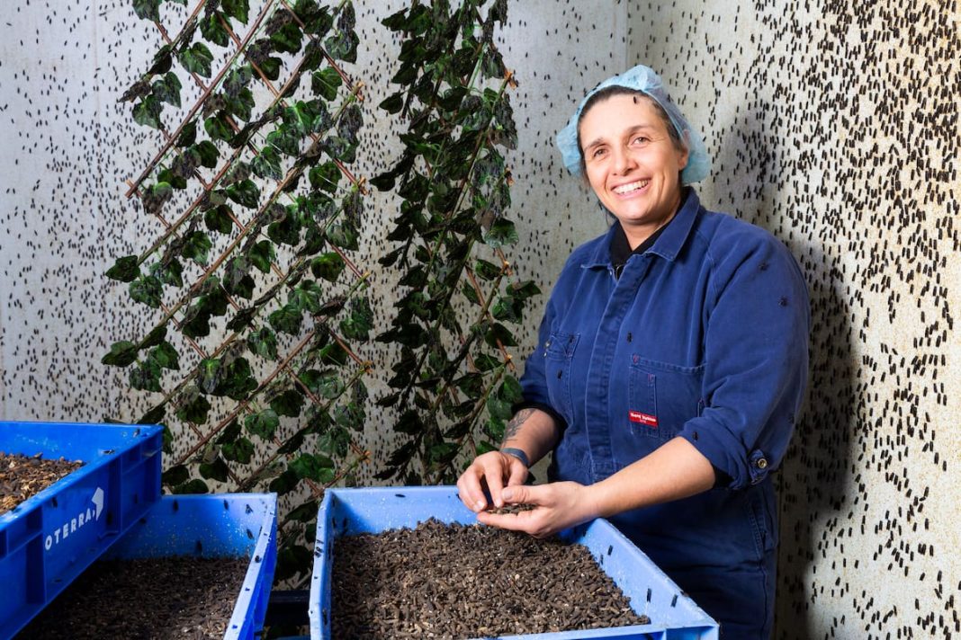 There are 90 million black soldier fly larvae living in Hume, breaking down food waste. Photo: Kerrie Brewer