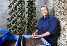 There are 90 million black soldier fly larvae living in Hume, breaking down food waste. Photo: Kerrie Brewer