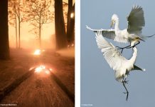 National Archives of Australia's newest exhibition showcases the best nature photography of the last two years.