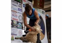 Yass shearer Nikki Lyons will set an eight-hour world record in sheep shearing this Saturday at Bowning.