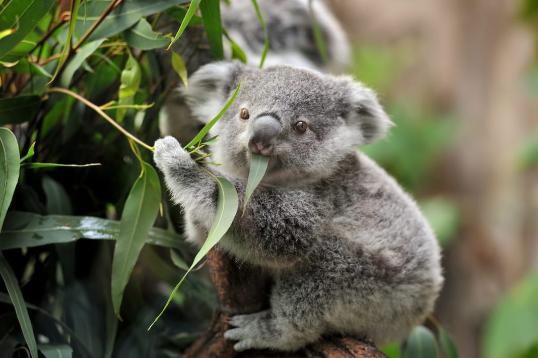 koalas Queensland