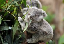 koalas Queensland