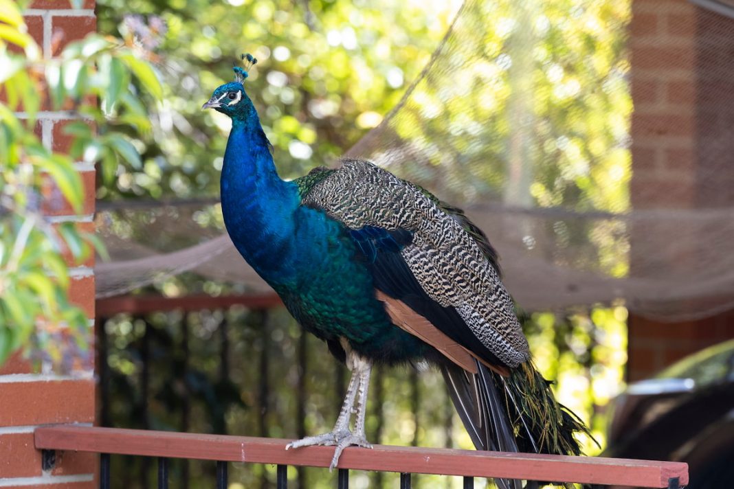 Narrabundah peacocks turn movie stars