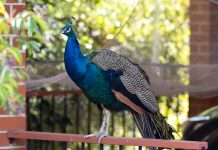 Narrabundah peacocks turn movie stars