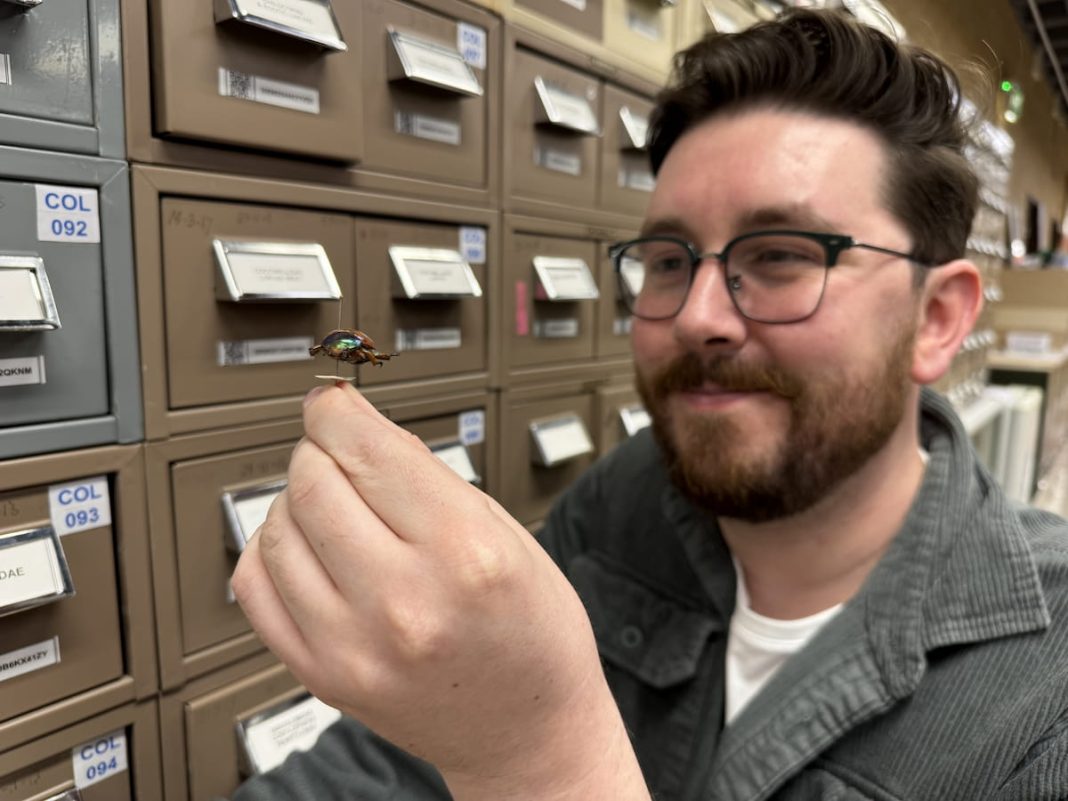 For the first time in history, an official count of Christmas beetles is being undertaken in Australia. Pictured is CSIRO entomologist James Bickerstaff. Photo: supplied.