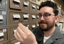 For the first time in history, an official count of Christmas beetles is being undertaken in Australia. Pictured is CSIRO entomologist James Bickerstaff. Photo: supplied.