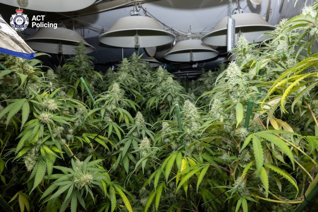 Police have found more than 150 cannabis plants in a Kaleen home.