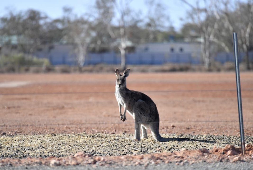 A man in central Queensland has been seriously injured after being attacked by a kangaroo (file pic) (David Mariuz/AAP PHOTOS)