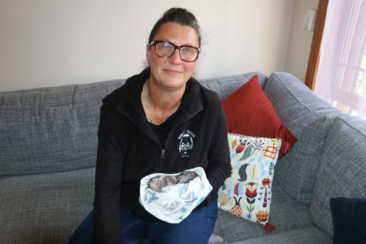 Local wombat rescuer nominated for national award