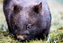 ACT Government denies plans for lethal wombat cull