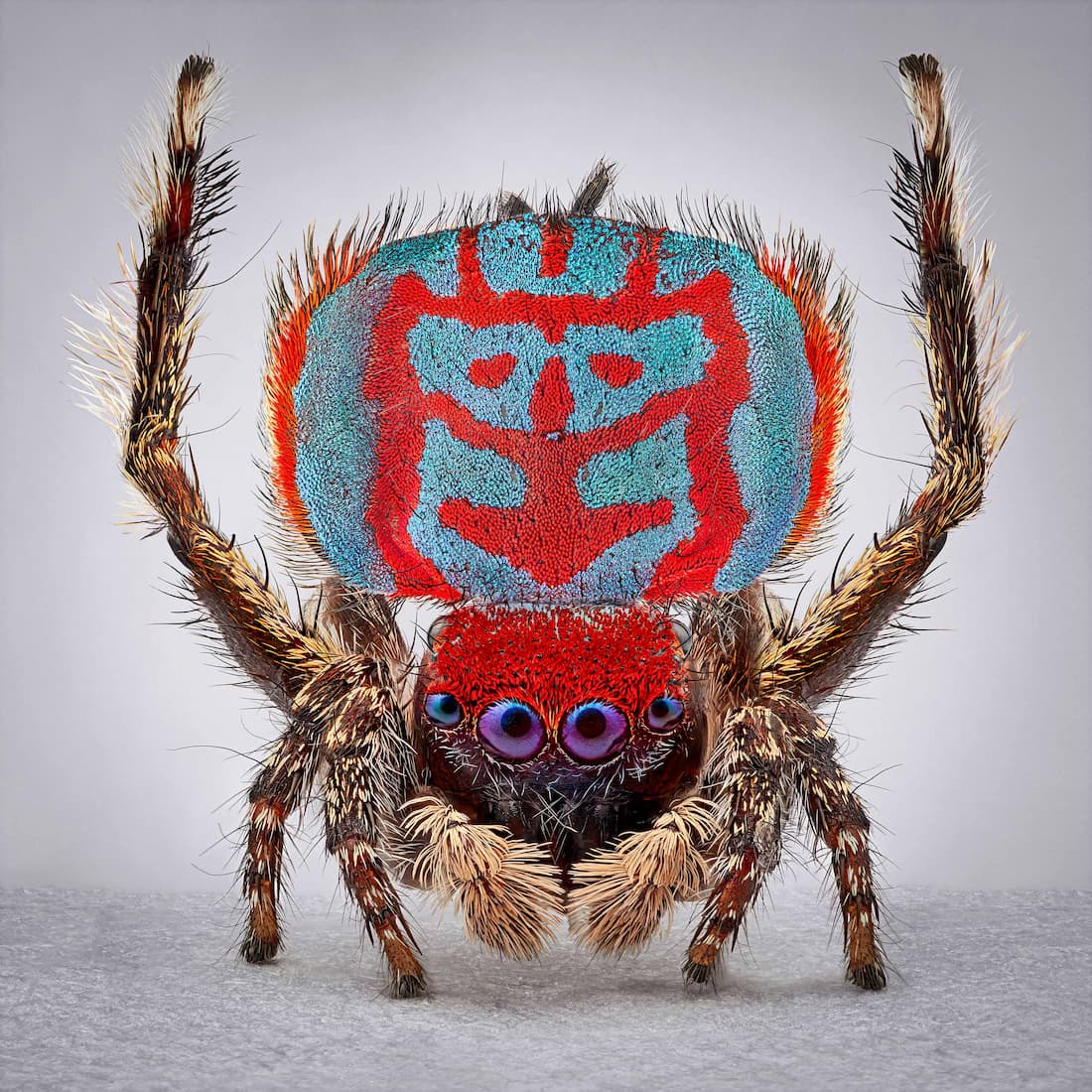 Spiders at large