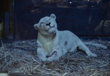 Resident white lioness Mischka makes for an unforgettable dinner companion at Jamala Wildlife Lodge.